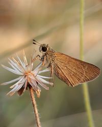 Close-up of butterfly on flower