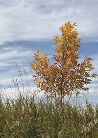 Flowering plant on field against sky