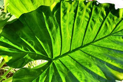 Close-up of green leaves