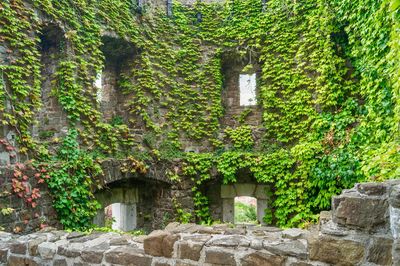 Ivy growing on building wall