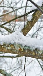 Close-up of frozen tree against sky during winter