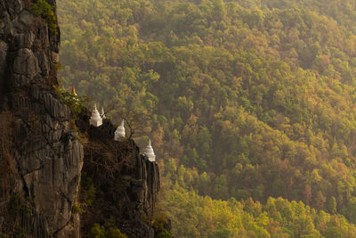 High angle view of trees in forest