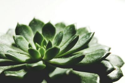 Close-up of succulent plant against white background