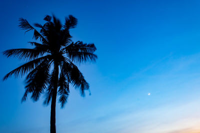 Low angle view of palm trees against blue sky