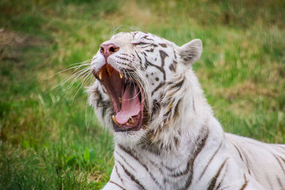 Close-up of a cat