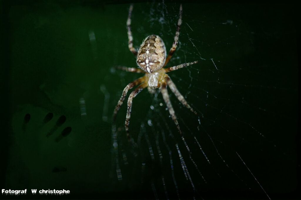animal themes, one animal, animals in the wild, wildlife, insect, spider, spider web, close-up, animal wing, focus on foreground, full length, zoology, nature, dragonfly, night, outdoors, no people, selective focus