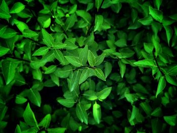 Full frame shot of green leaves