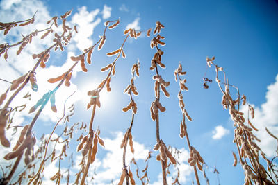 Low angle view of tree against blue sky