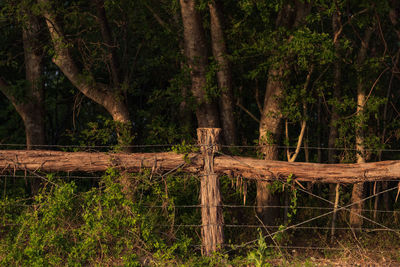 Wooden fence amidst trees and plants in forest