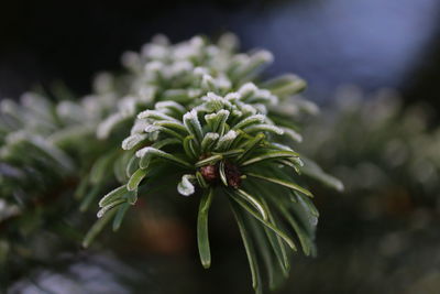 Close-up of pine tree