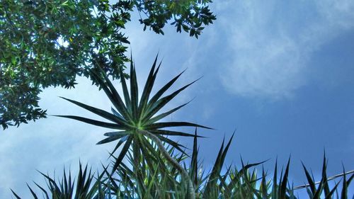Low angle view of plants against blue sky