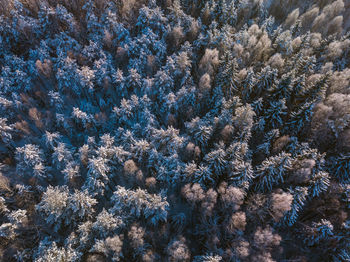 Full frame shot of pine trees in forest during winter