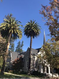 Low angle view of palm trees and buildings against sky