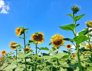 Close-up of flowering plant against blue sky