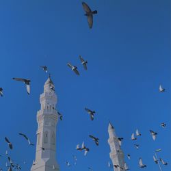 Low angle view of seagulls flying