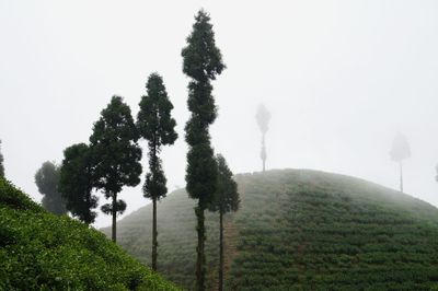 Trees on field against sky