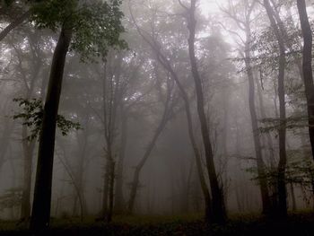Trees in forest