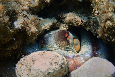 Close-up of octopus in sea