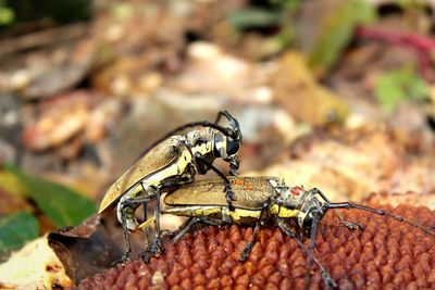 Close-up of bee