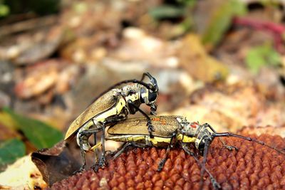 Close-up of insect mating