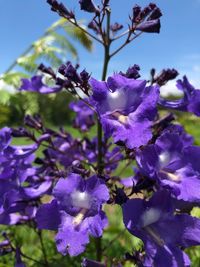 Close-up of purple flowering plant