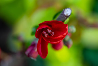 Close-up of red rose