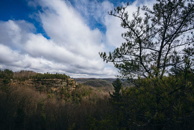 Scenic view of trees growing on field against sky