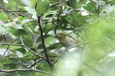 Low angle view of bird perching on tree