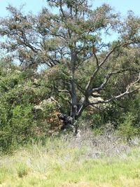 Trees on grassy field