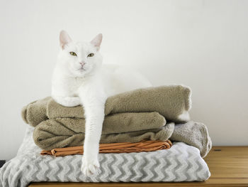 Close-up of cat sitting against white background