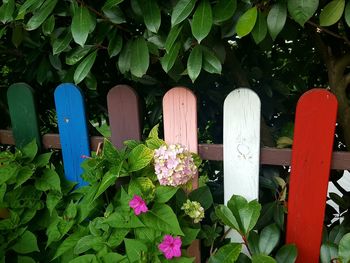 Close-up of pink flowering plants by fence