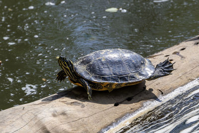 Turtle on water