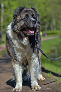 Close-up of a dog looking away