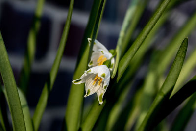 Close-up of white iris flower