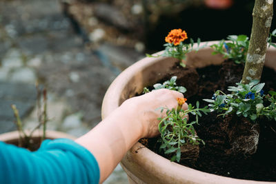 Cropped hands planting plants in pot