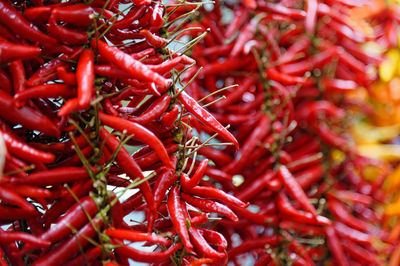 Chilli peppers hung up