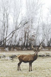 Stag standing on field against trees