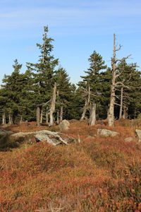 Trees on field against sky