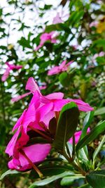 Close-up of pink flowering plant