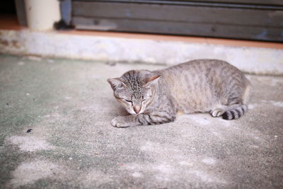 Cat resting on footpath