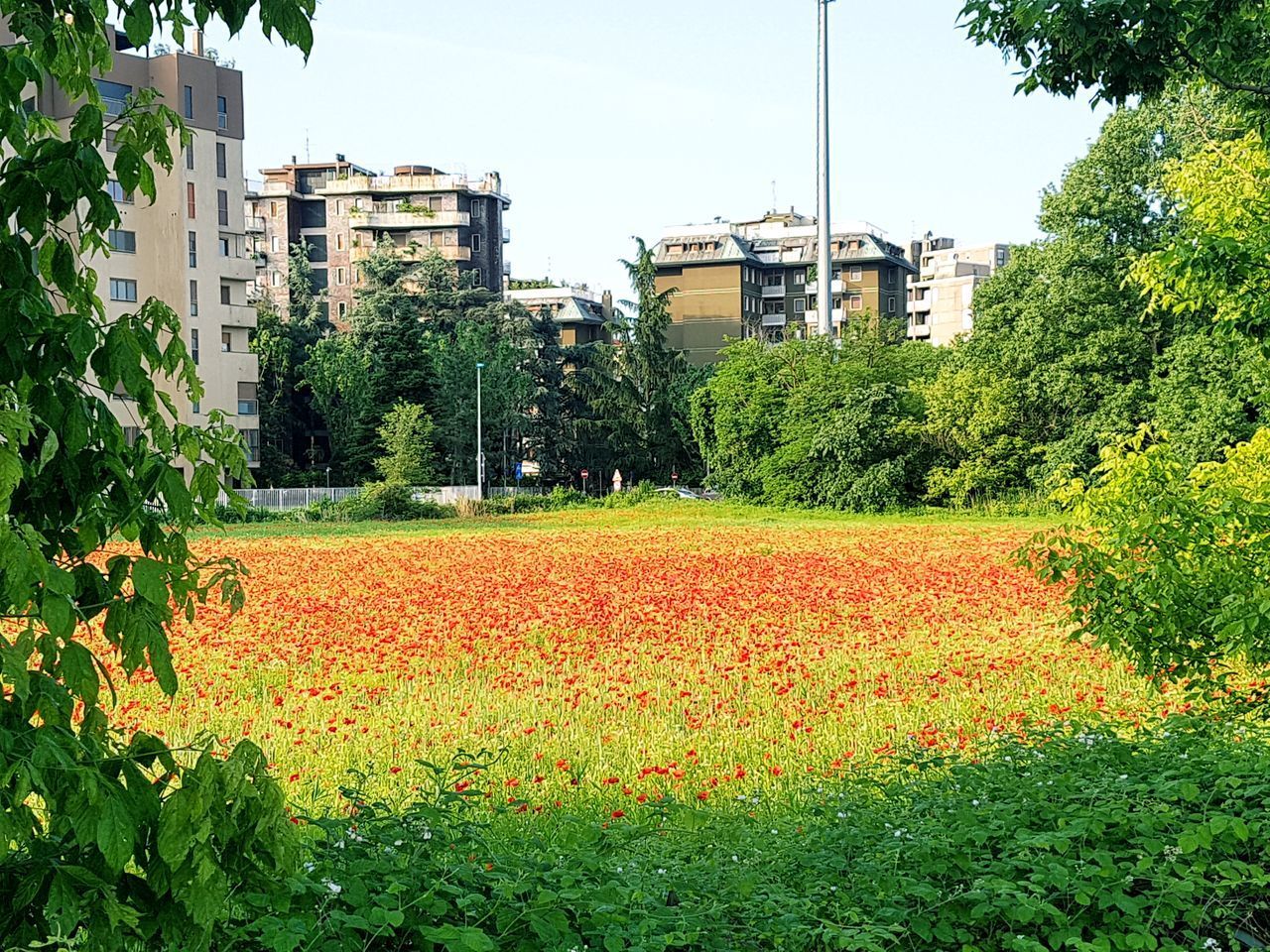 SCENIC VIEW OF GRASSY FIELD AGAINST BUILDINGS