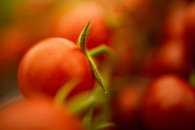 Close-up of red berries