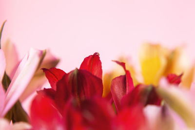 Close-up of pink tulips