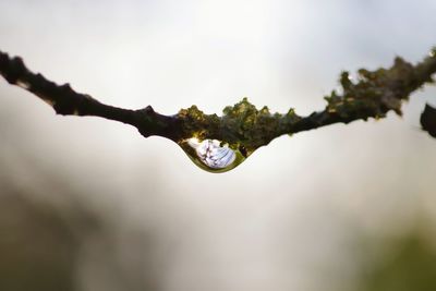 Close-up of raindrops on twig