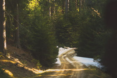 Scenic view of forest