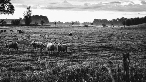 Sheep grazing in field