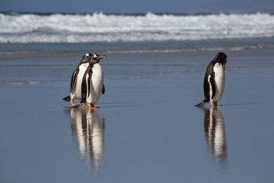 Three gentoo penguines on a beach at sounders falkland islands at sunny day.