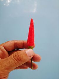 Close-up of hand holding red chili peppers against white background