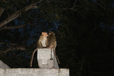 View of sculpture on plant