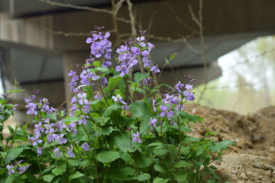 Close-up of purple flowering plants